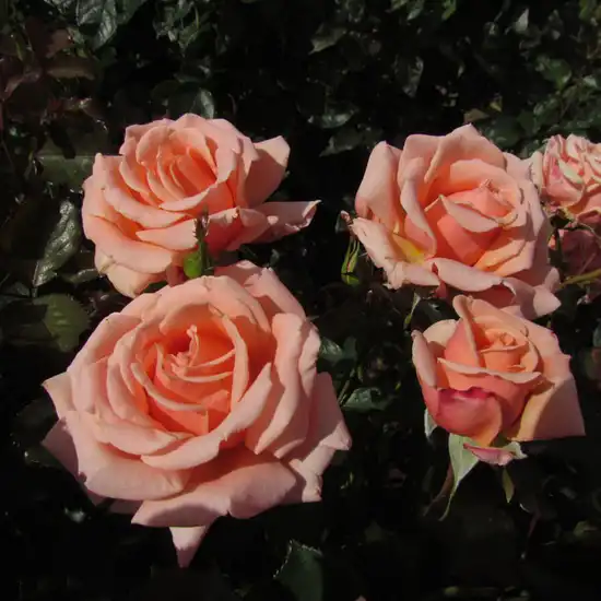 Trandafir cu parfum discret - Trandafiri - True Friend™ - 